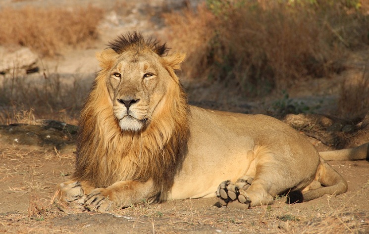 10 Interesting Facts About The Asiatic Lion