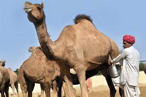 Camel Milk | What Are Its Benefits And Positive Side Effects