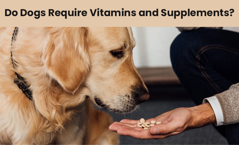 Do Dogs Require Vitamins and Supplements?