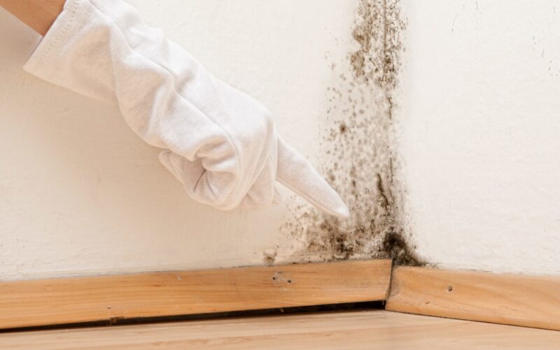The Importance of a Mold Inspection