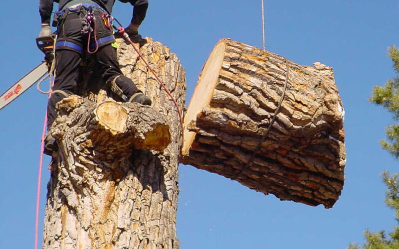 Affordable Tree Removal in Your Area